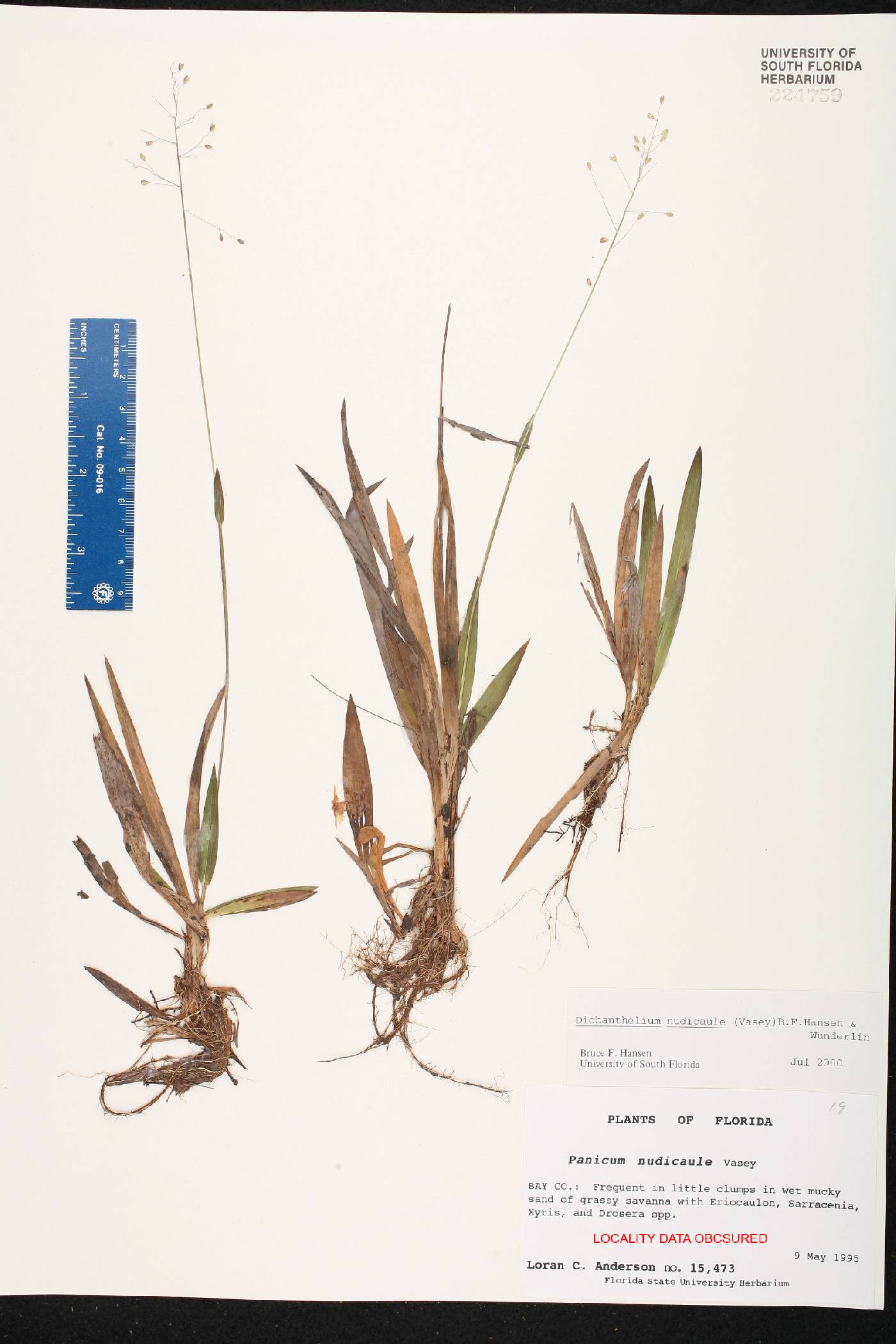 Dichanthelium nudicaule image