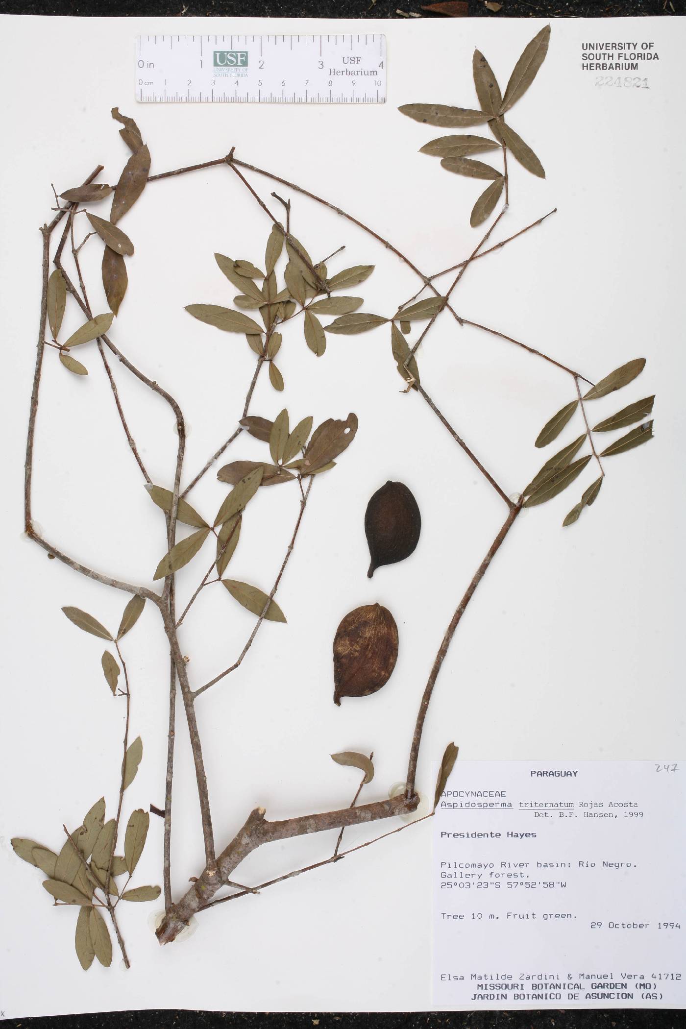 Aspidosperma triternatum image
