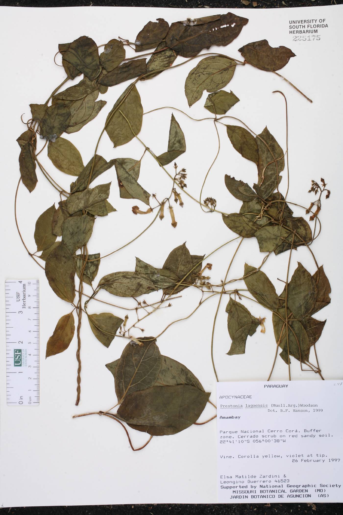 Prestonia lagoensis image