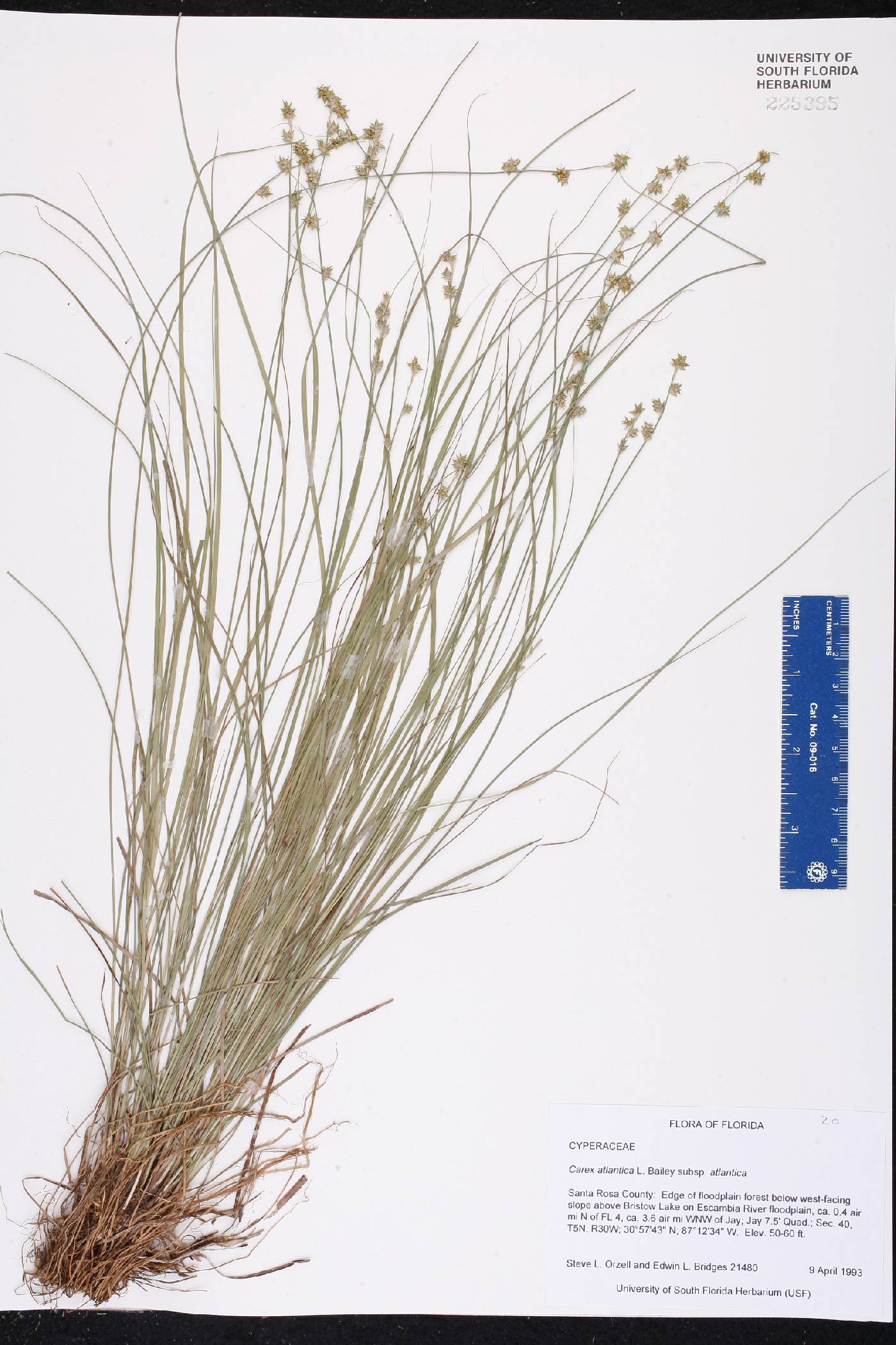 Carex atlantica subsp. atlantica image