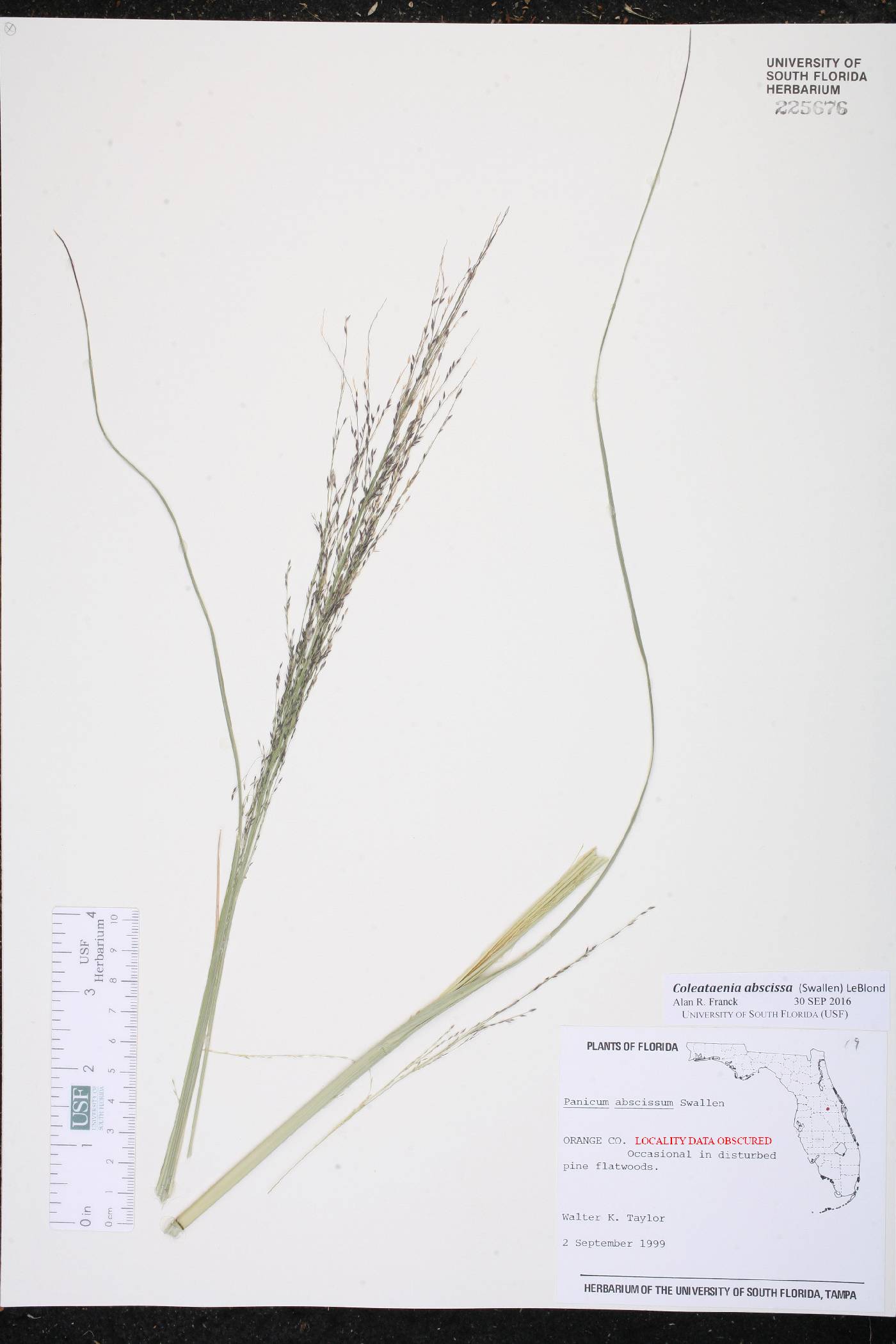 Coleataenia abscissa image
