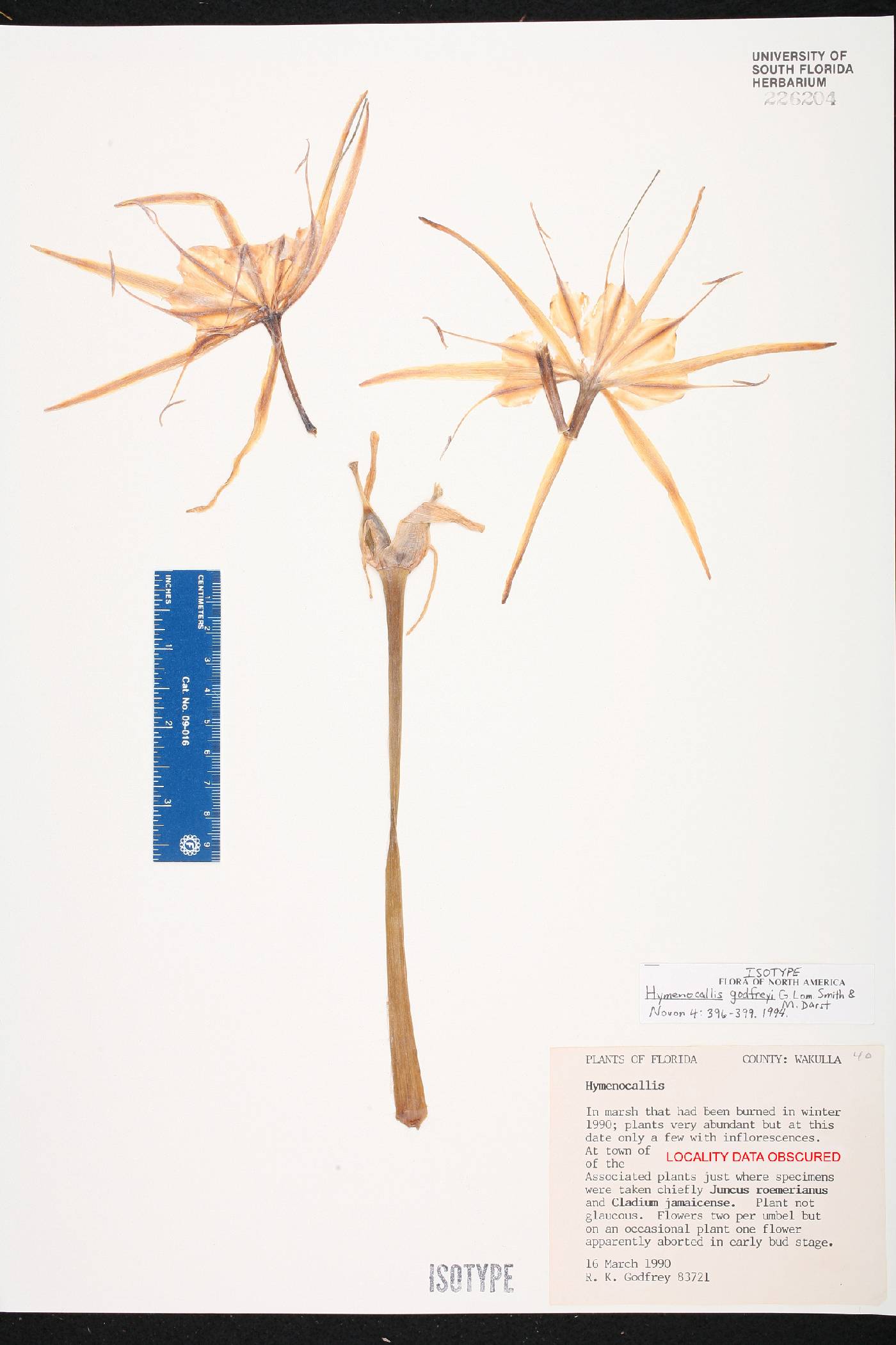 Hymenocallis godfreyi image
