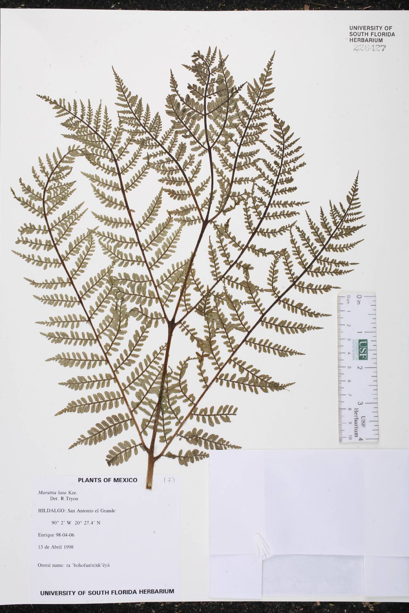 Marattia laxa image