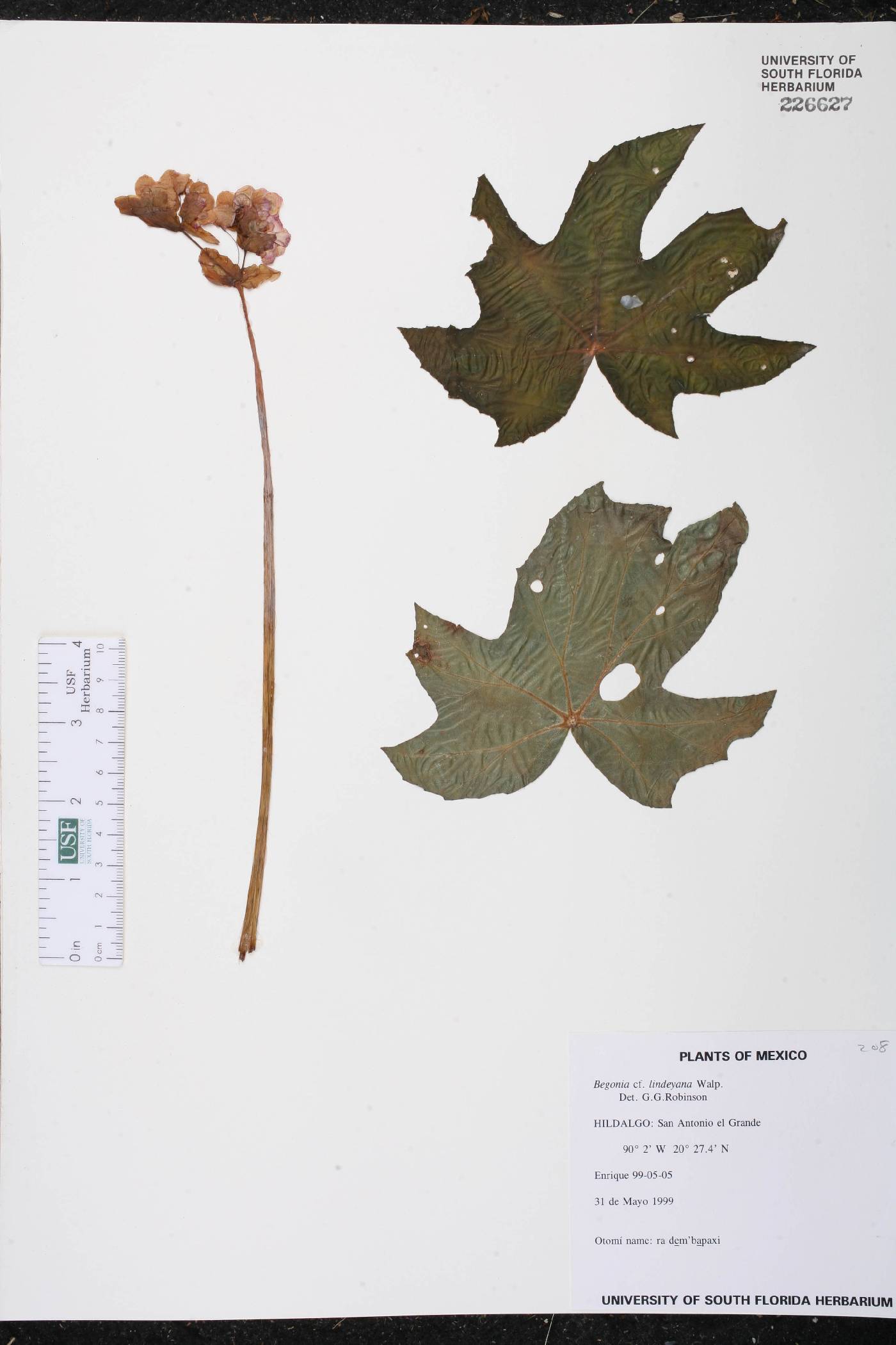 Begonia lindleyana image