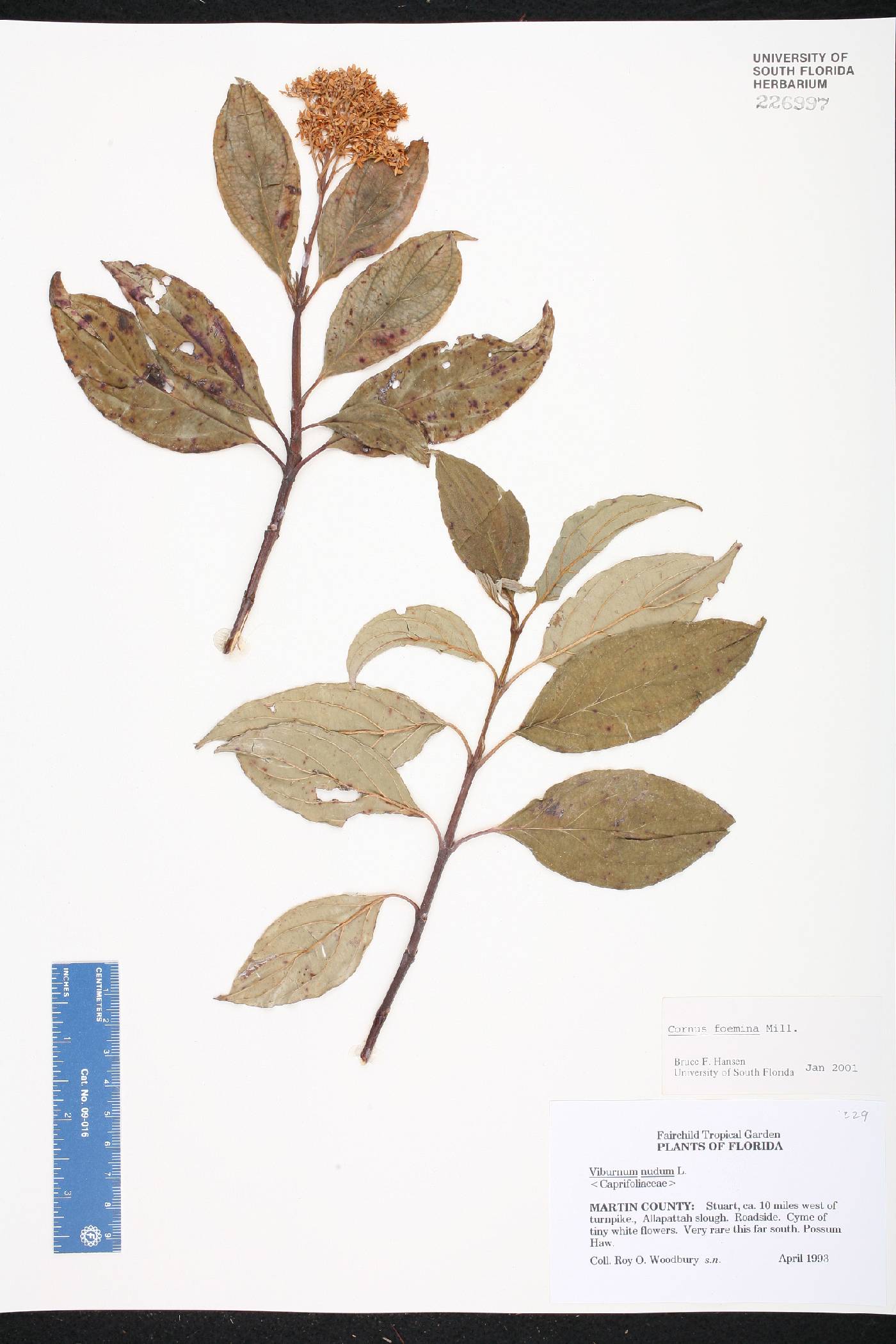 Cornus foemina image