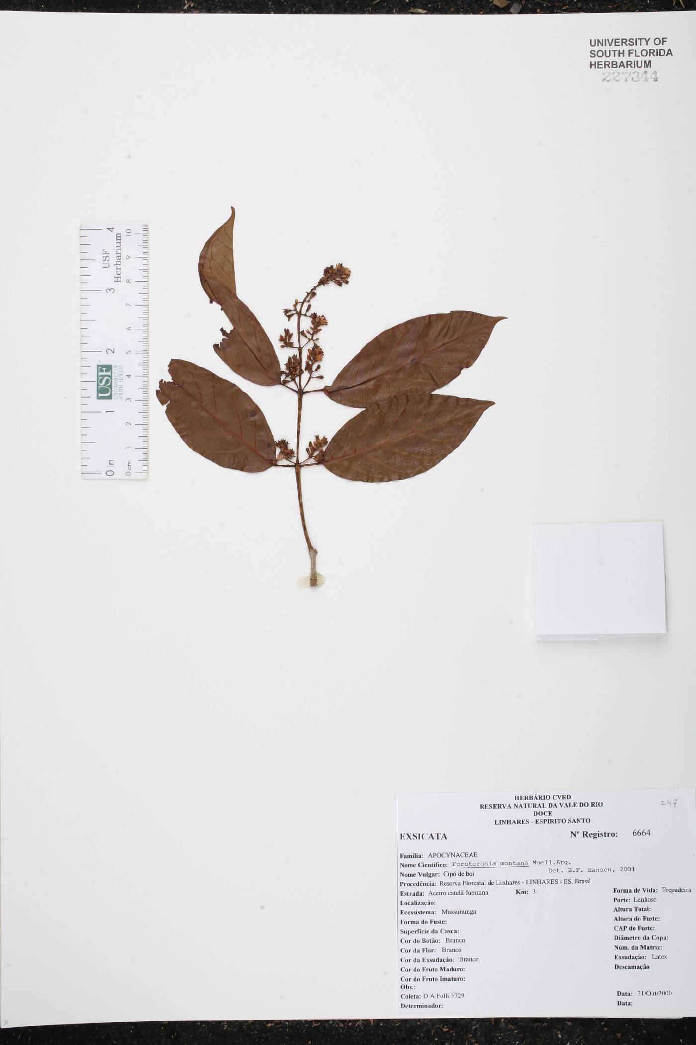 Forsteronia montana image