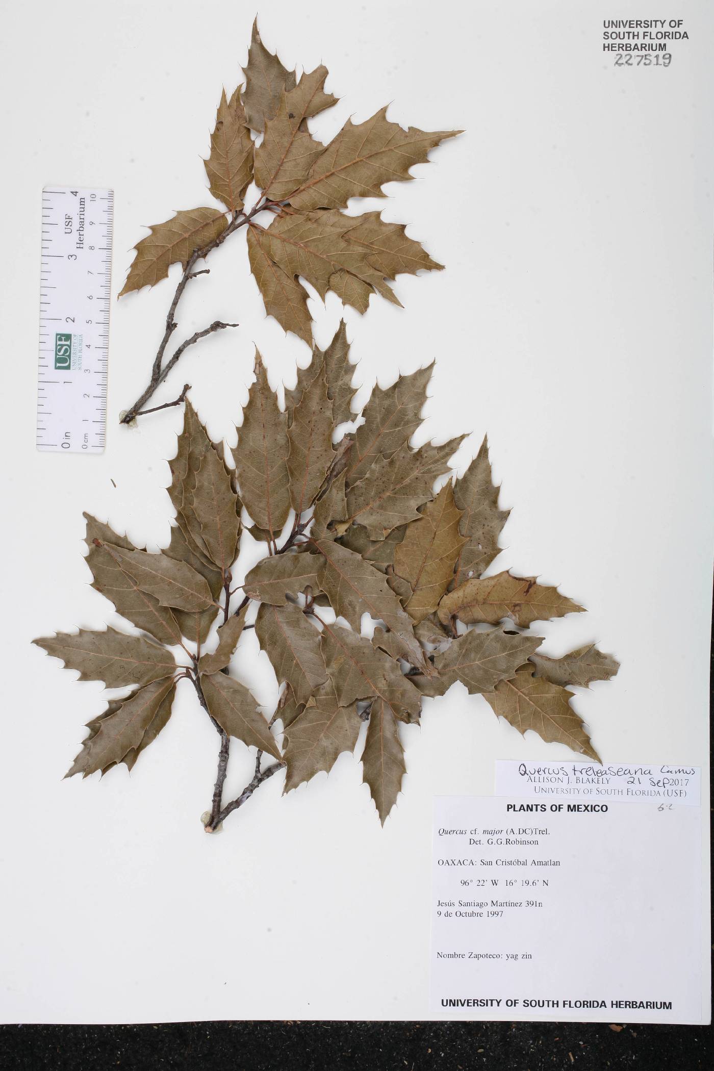 Quercus laurina image