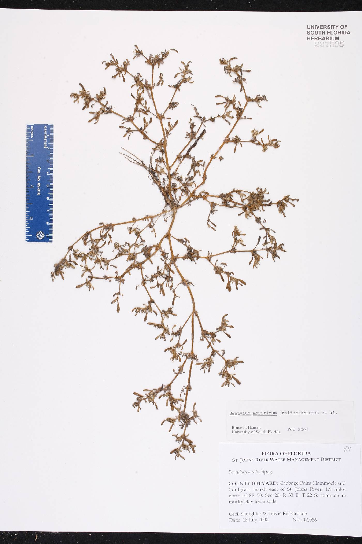 Sesuvium maritimum image