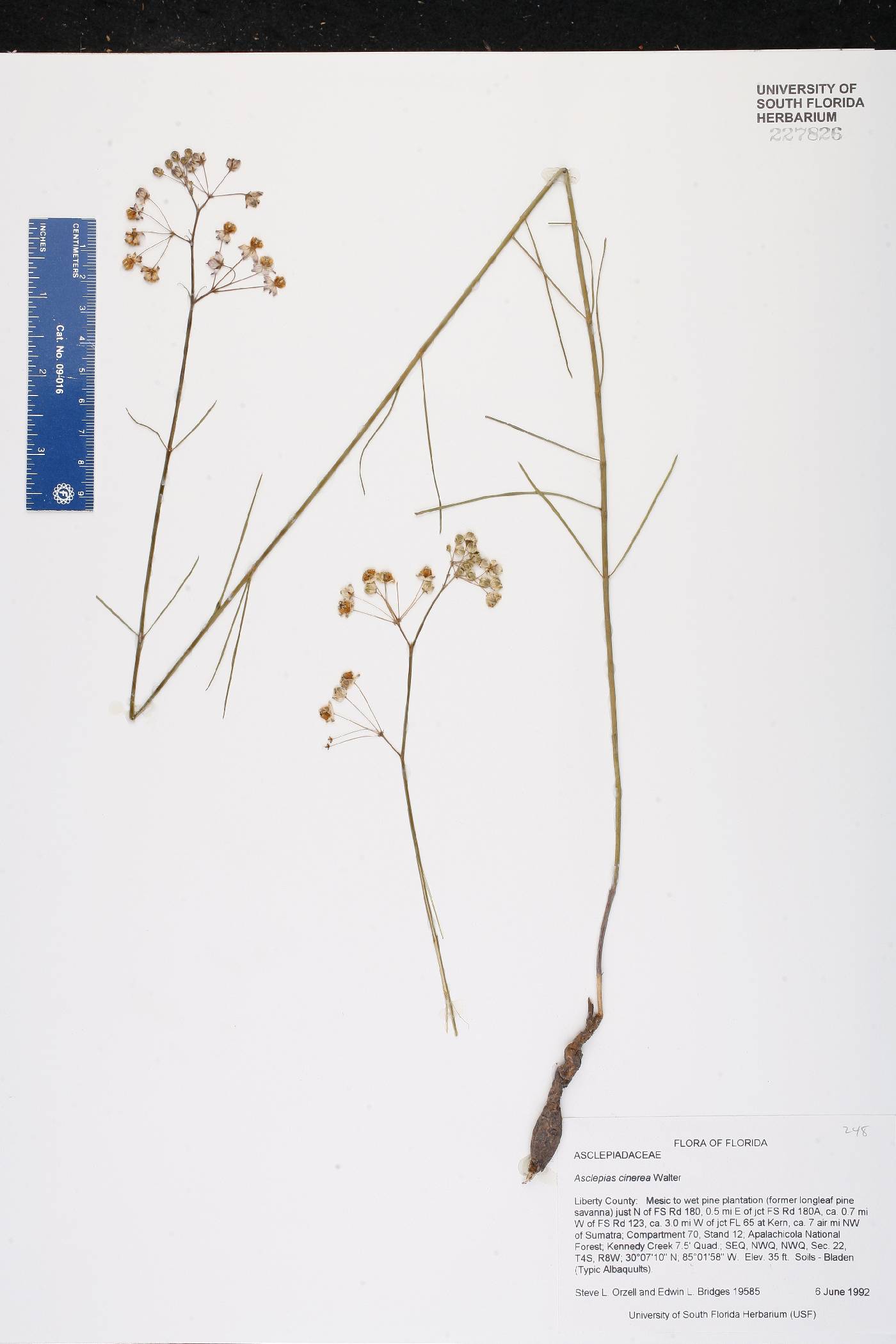 Asclepias cinerea image