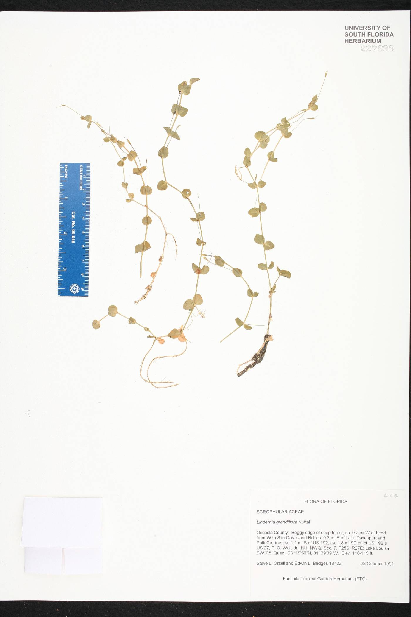 Lindernia grandiflora image