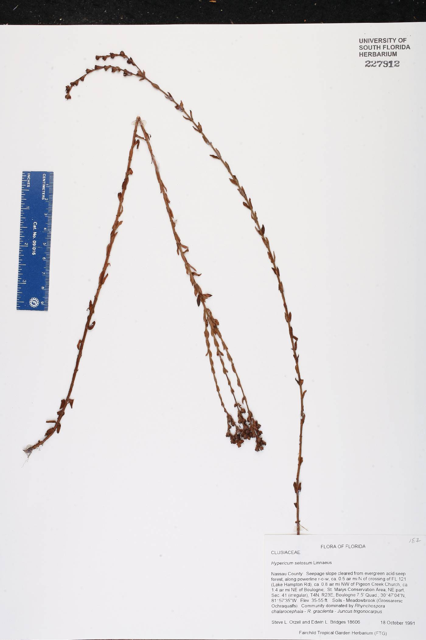 Hypericum setosum image