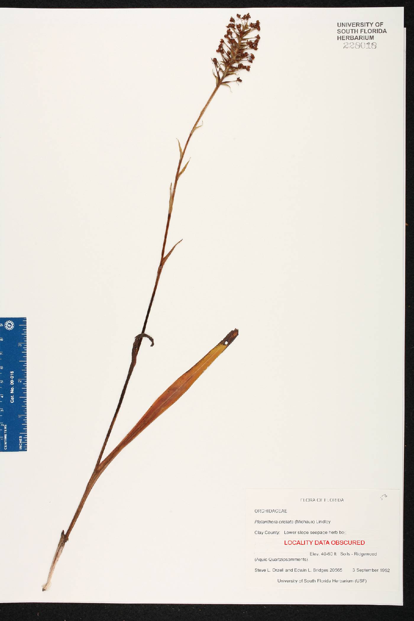 Platanthera cristata image