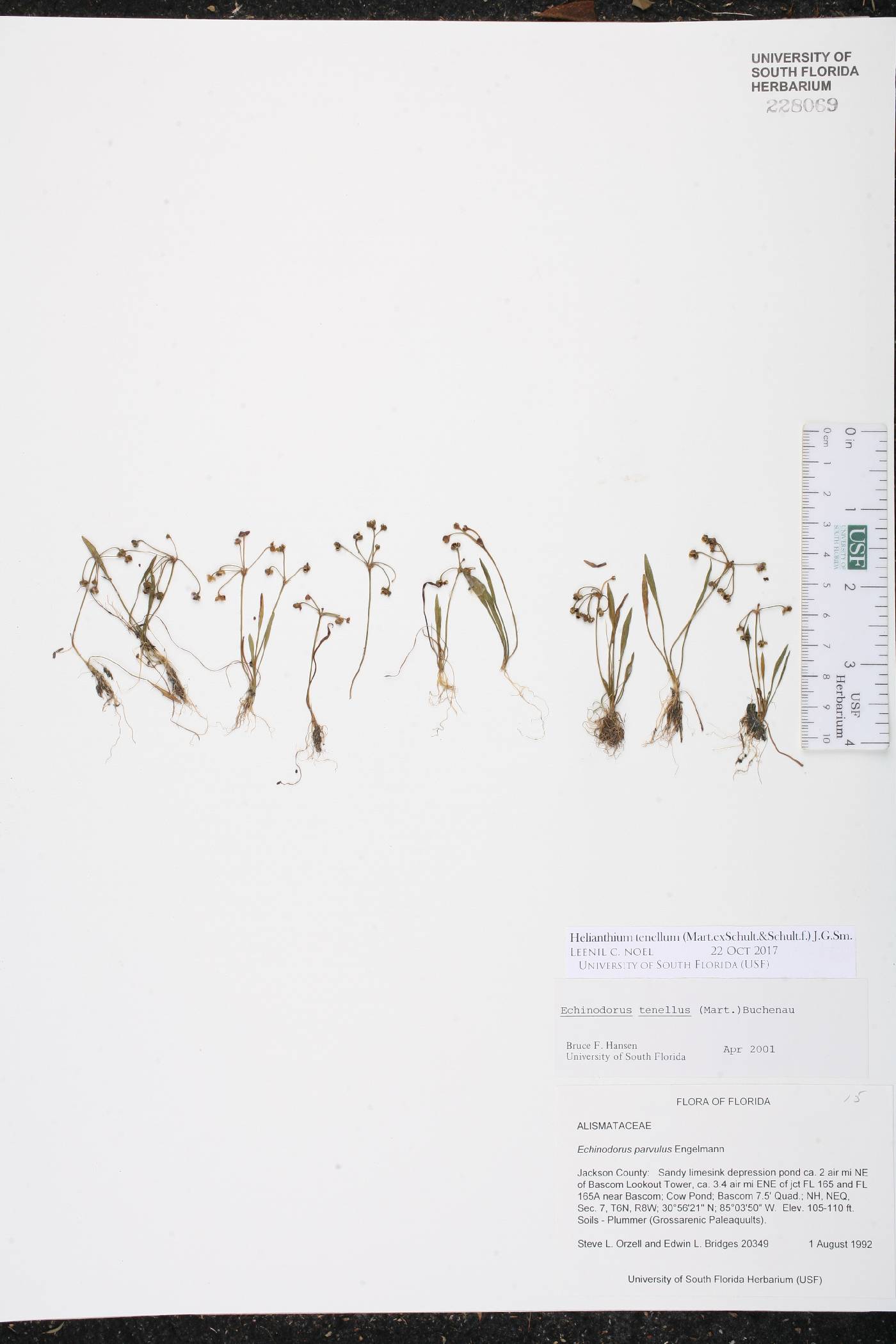 Helanthium tenellum image