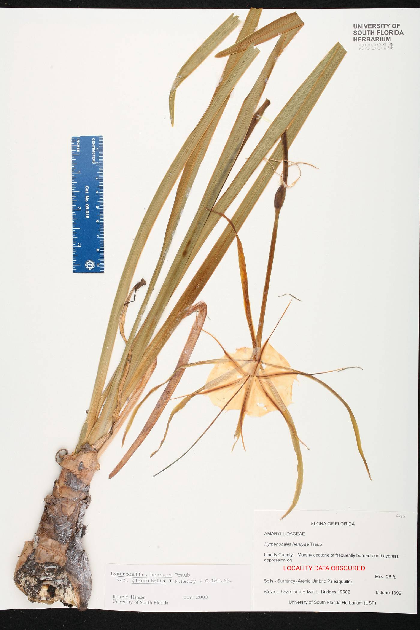 Hymenocallis henryae image