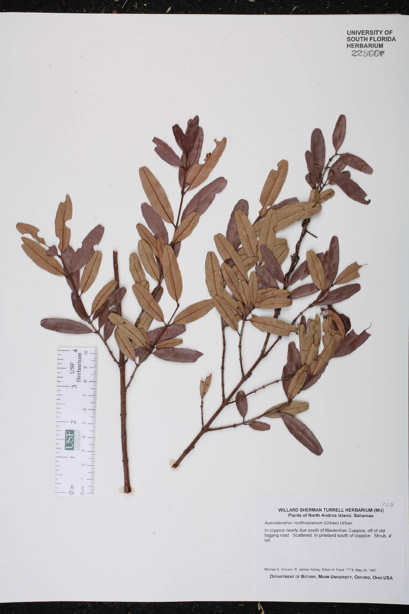 Auerodendron northropianum image