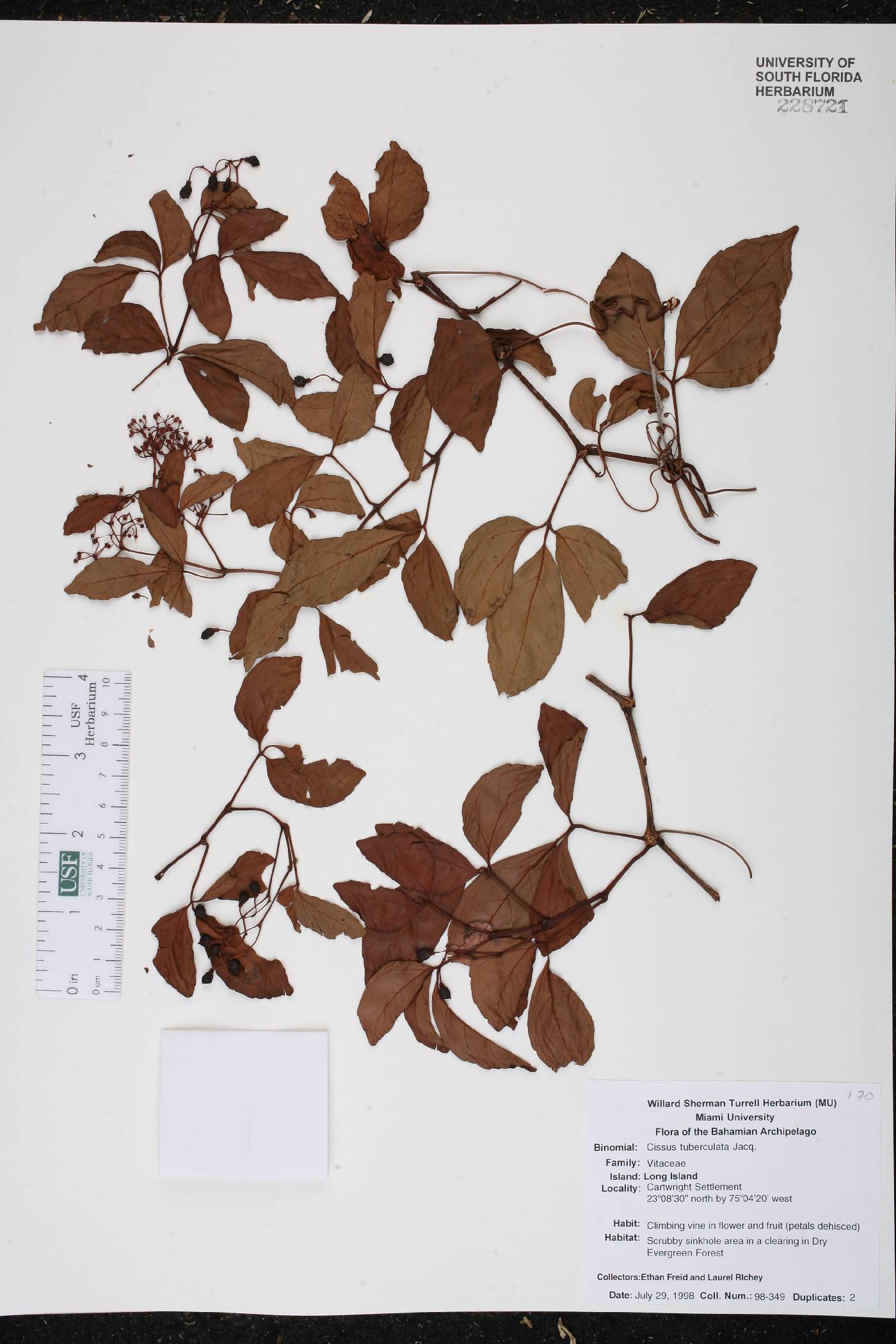 Cissus tuberculata image