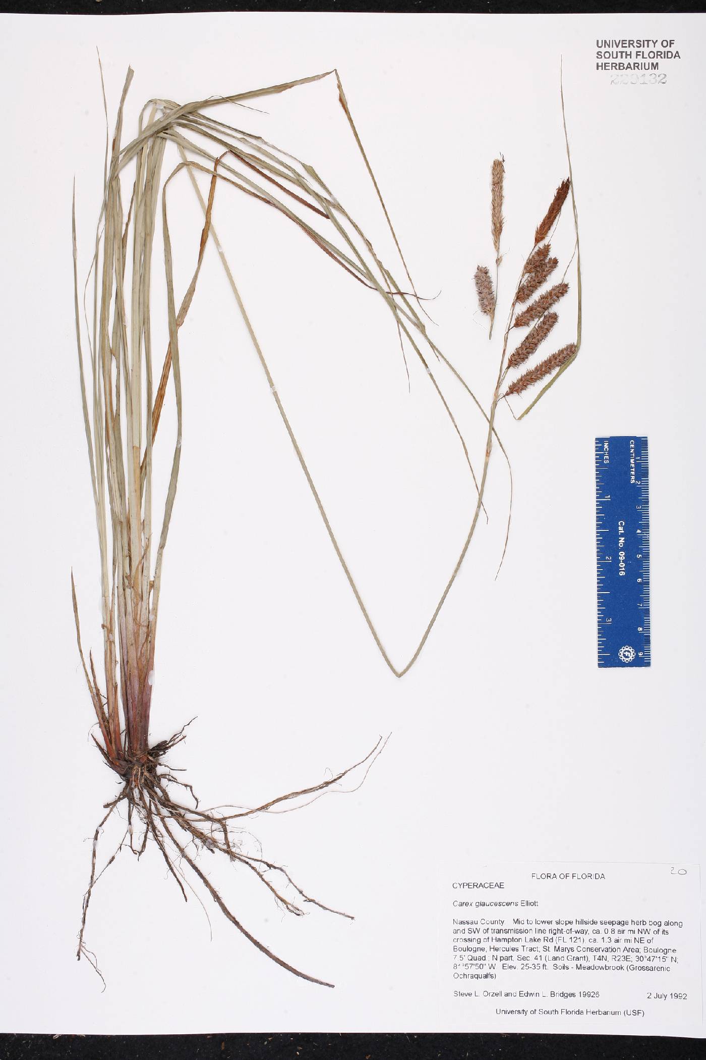 Carex glaucescens image