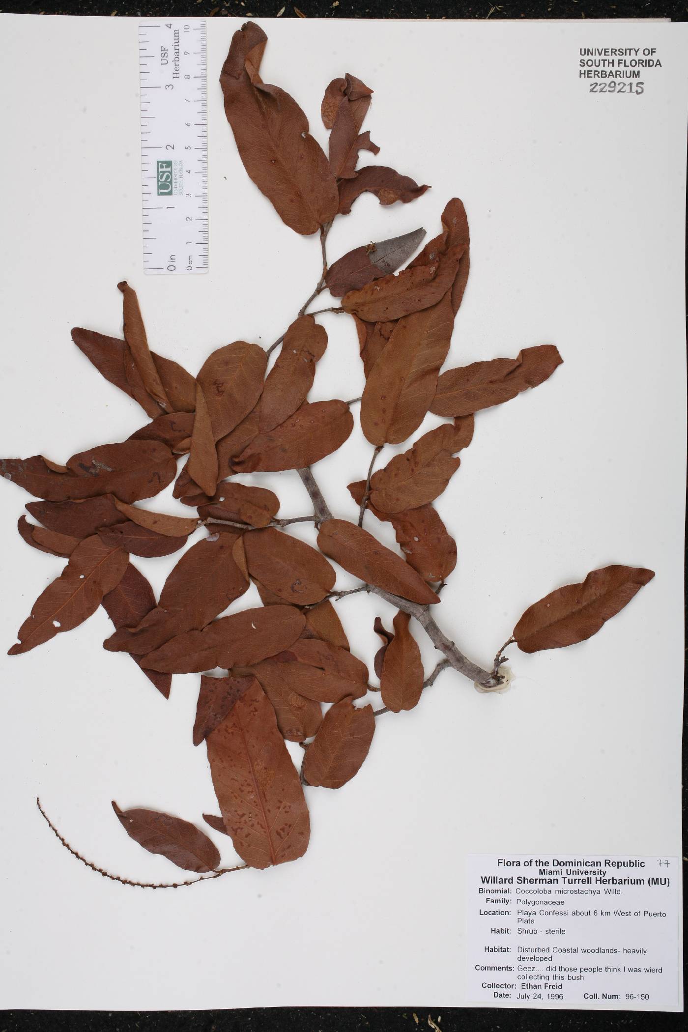 Coccoloba microstachya image