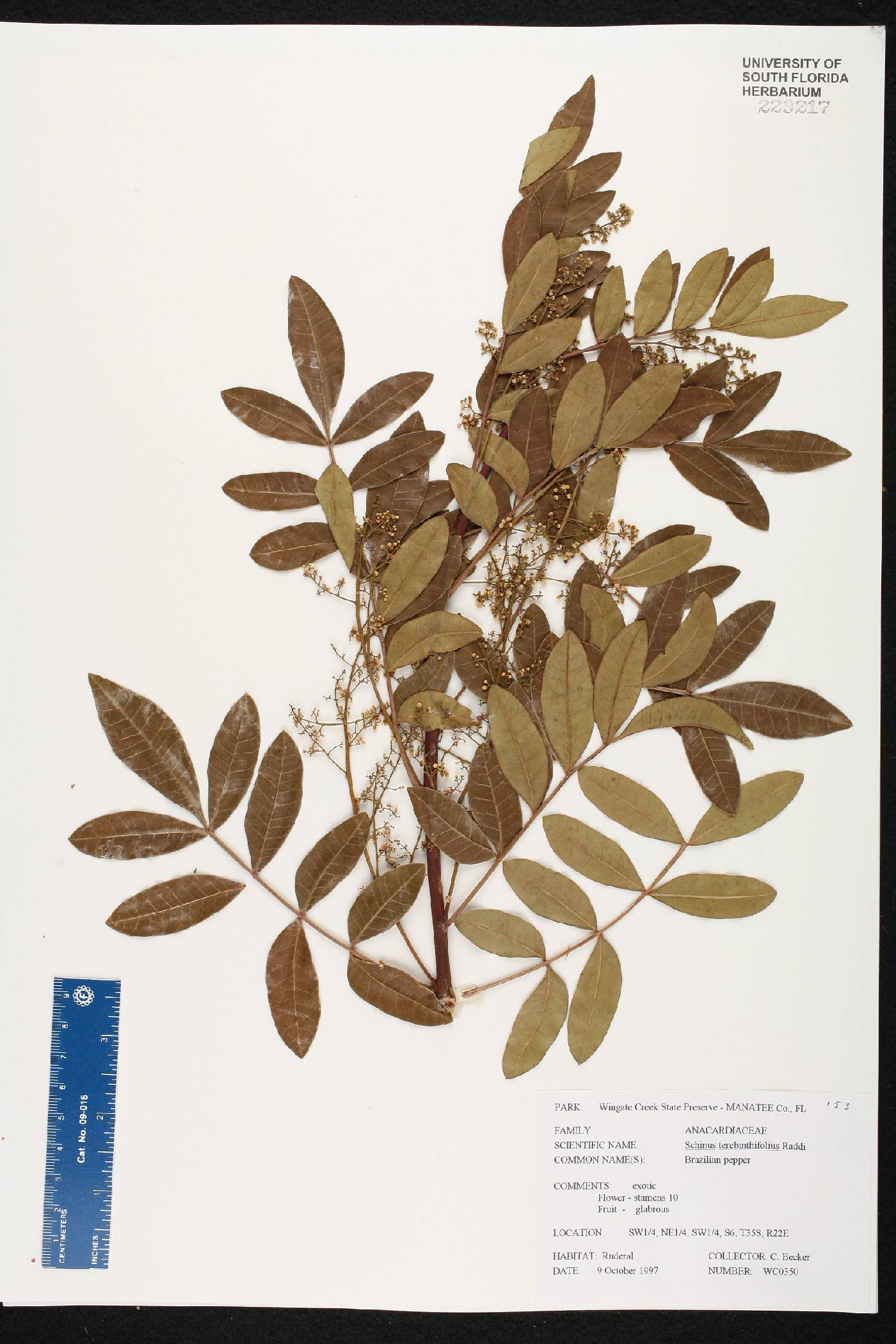 Schinus terebinthifolia image