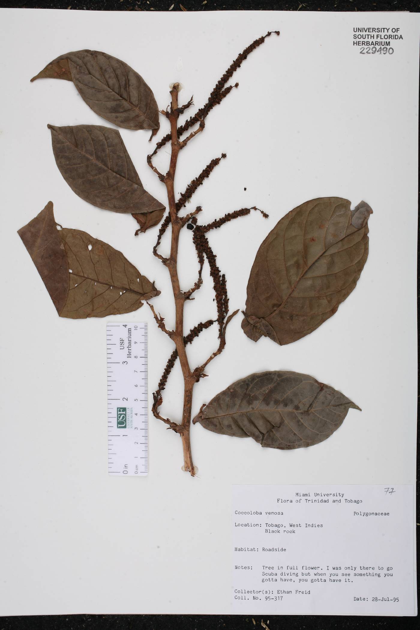 Coccoloba venosa image