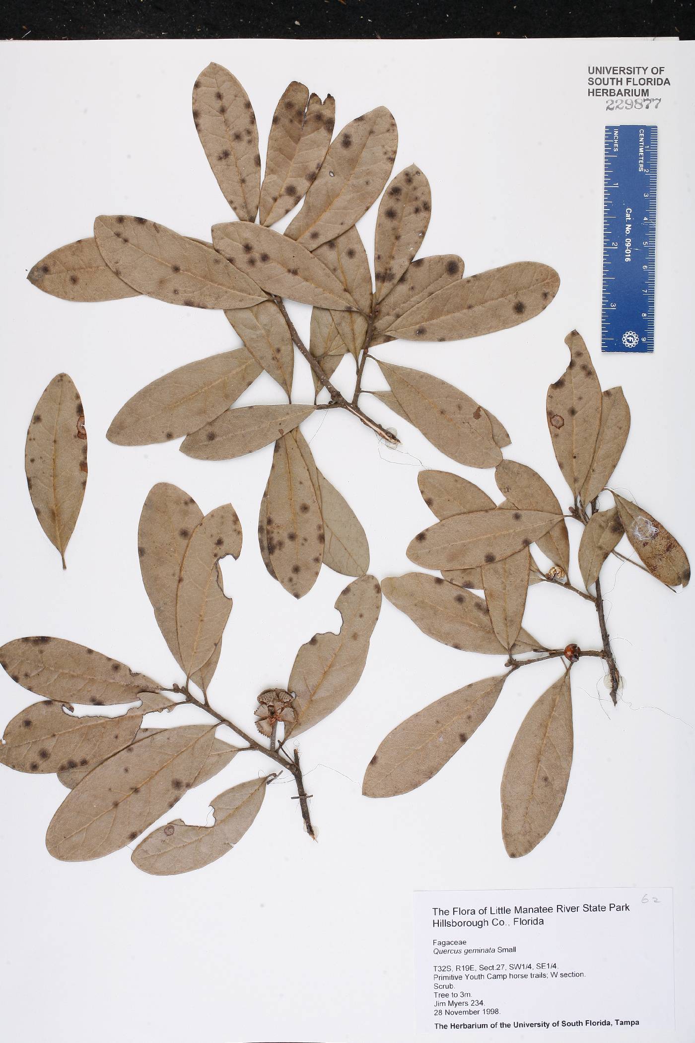 Quercus geminata image