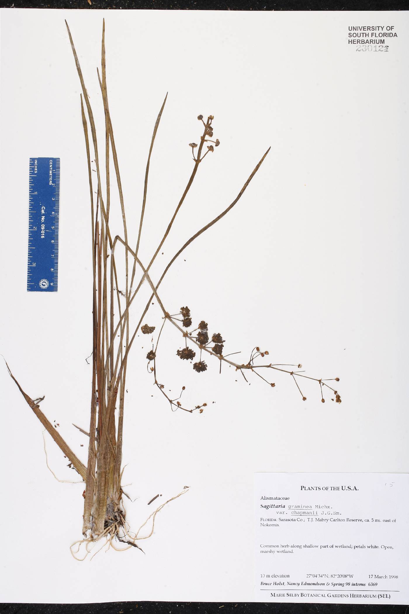 Sagittaria graminea var. chapmanii image