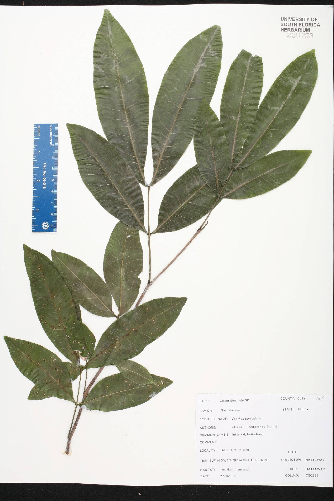 Exothea image