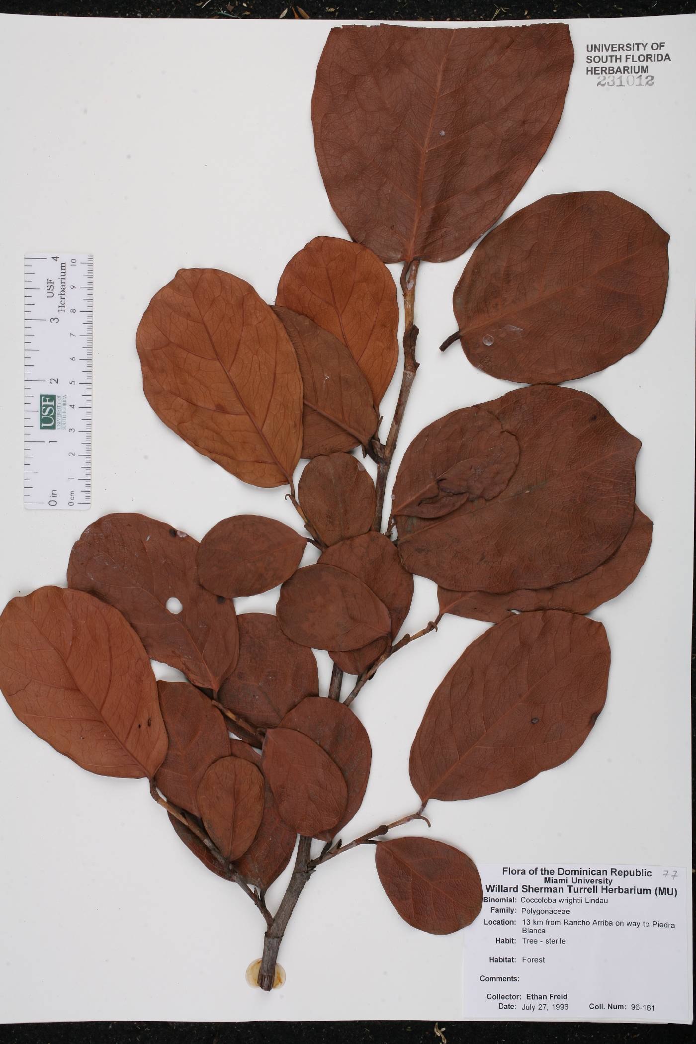 Coccoloba wrightii image