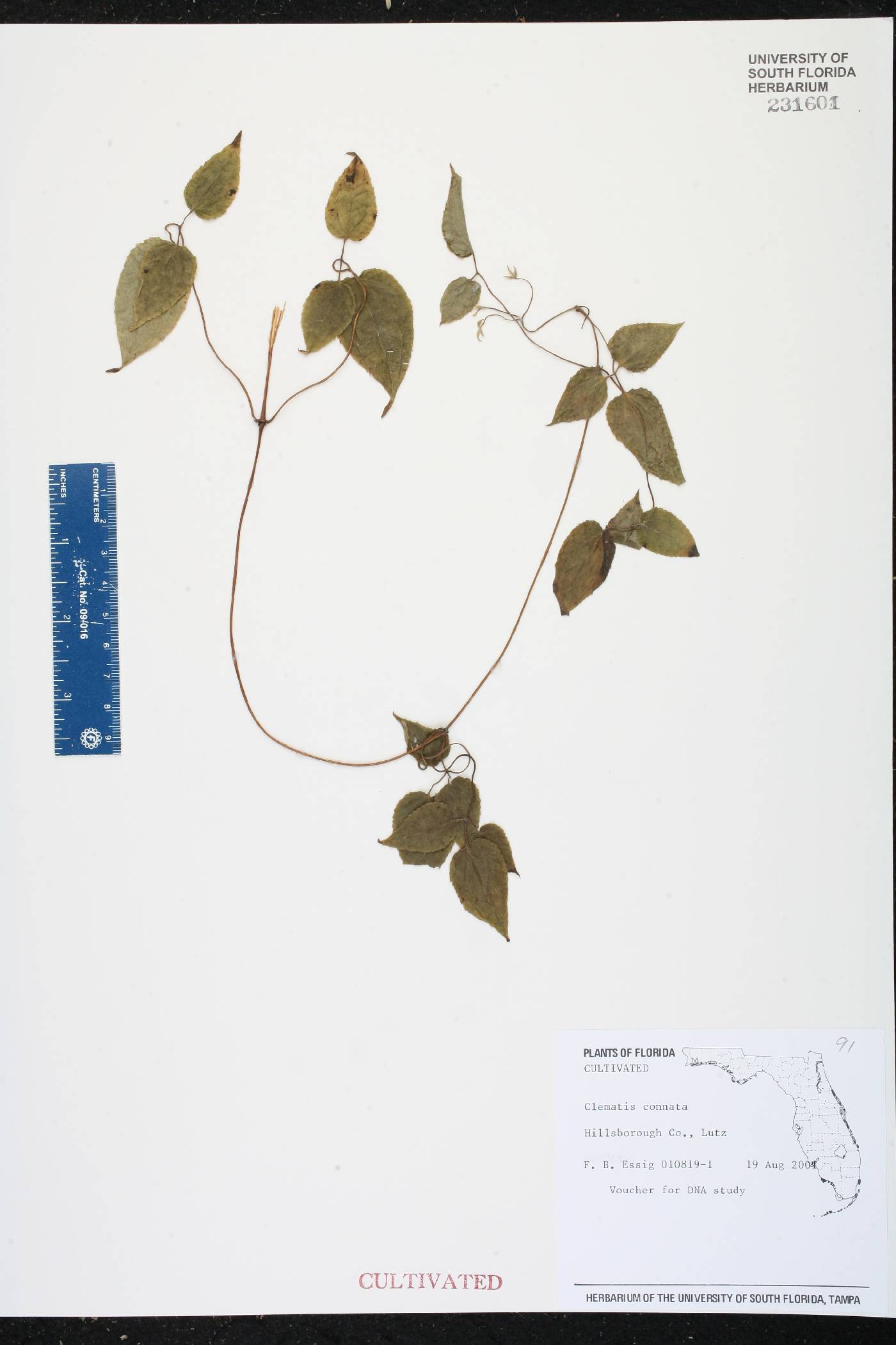 Clematis connata image