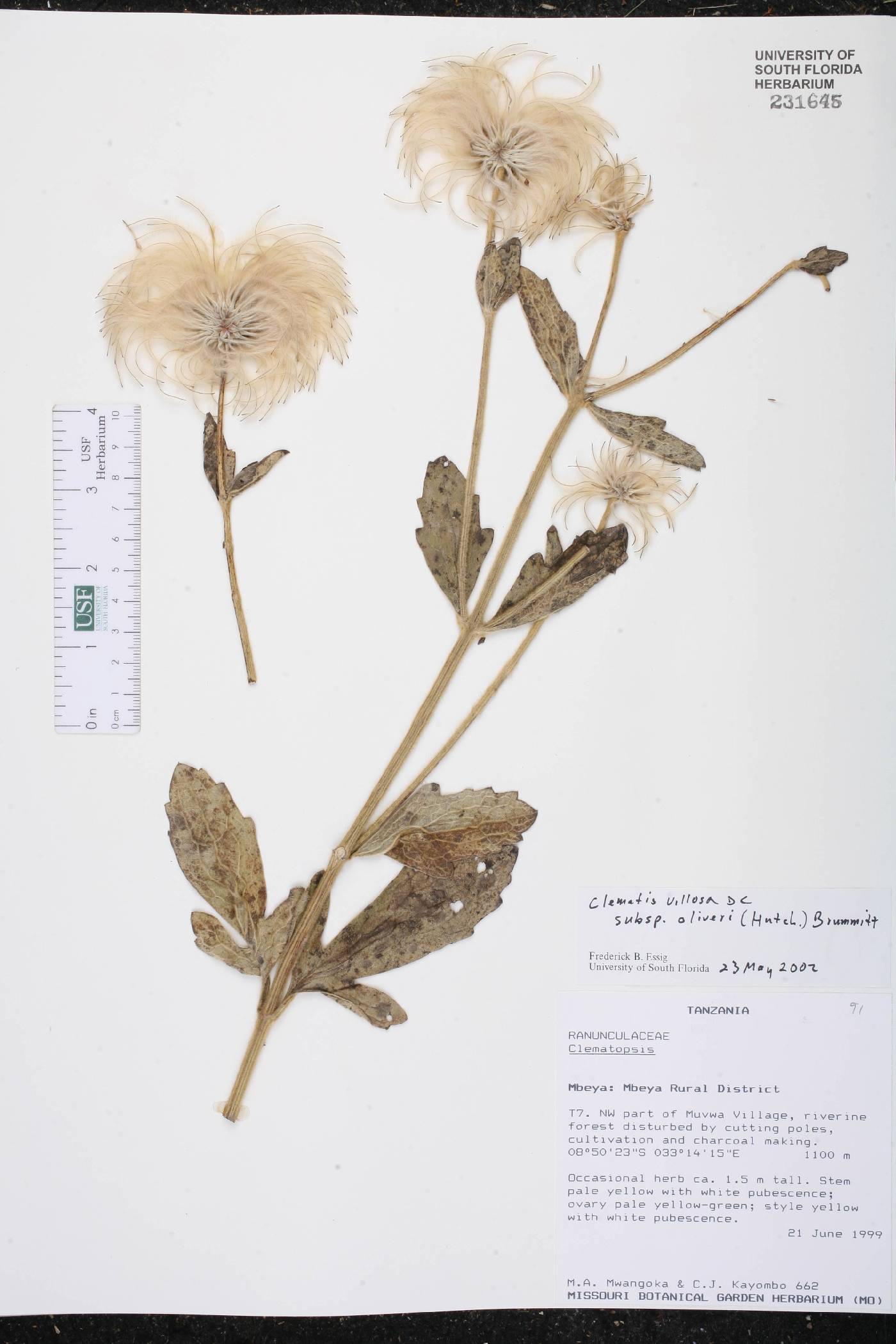 Clematis villosa subsp. oliveri image