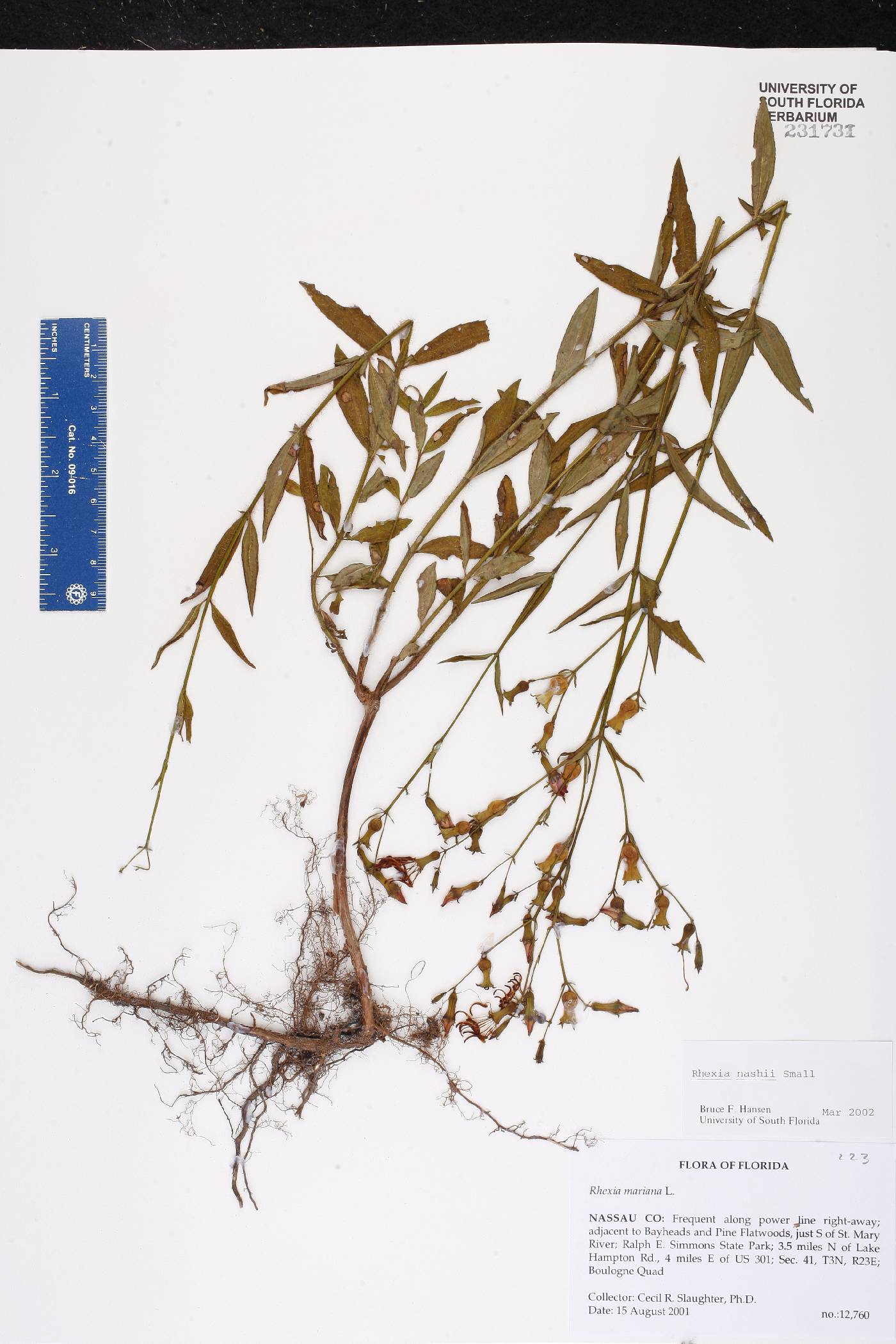 Rhexia nashii image