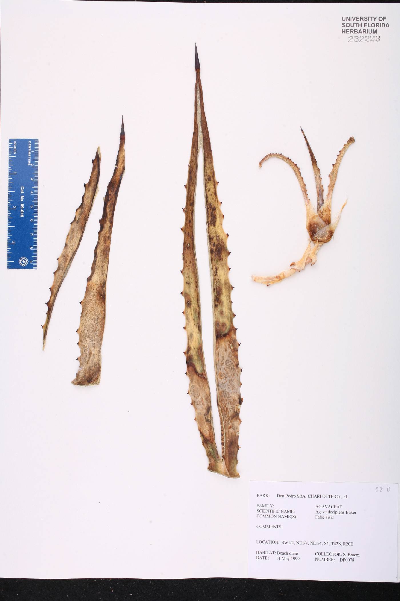 Agave decipiens image