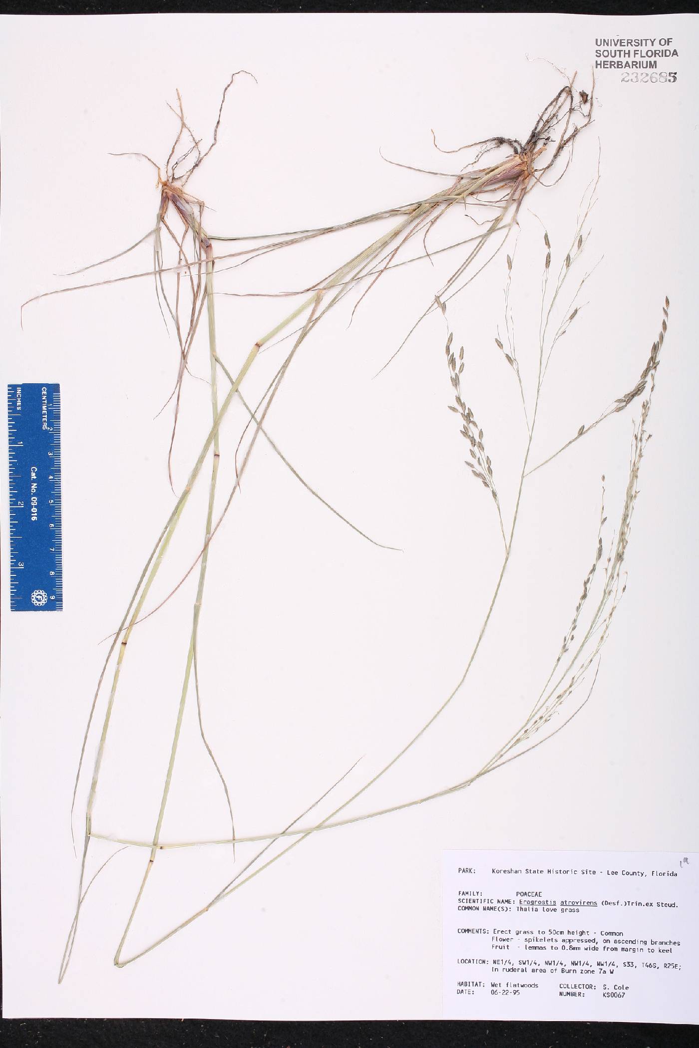 Eragrostis atrovirens image