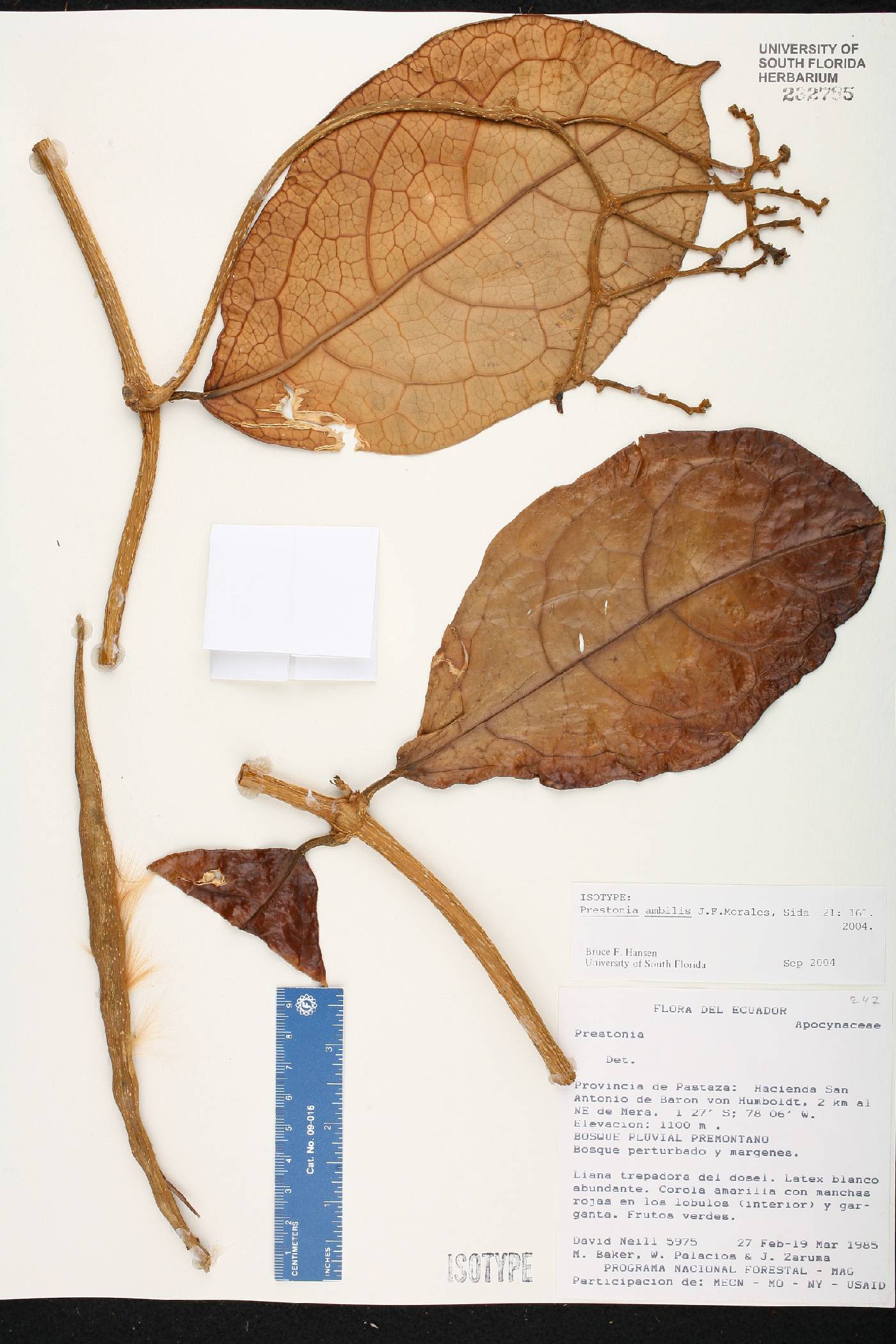 Prestonia amabilis image