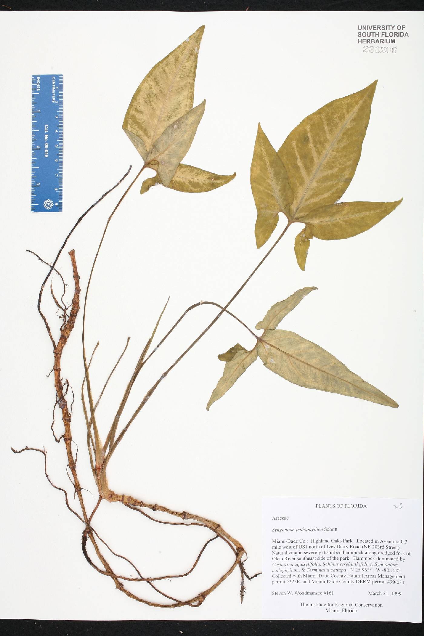 Syngonium image