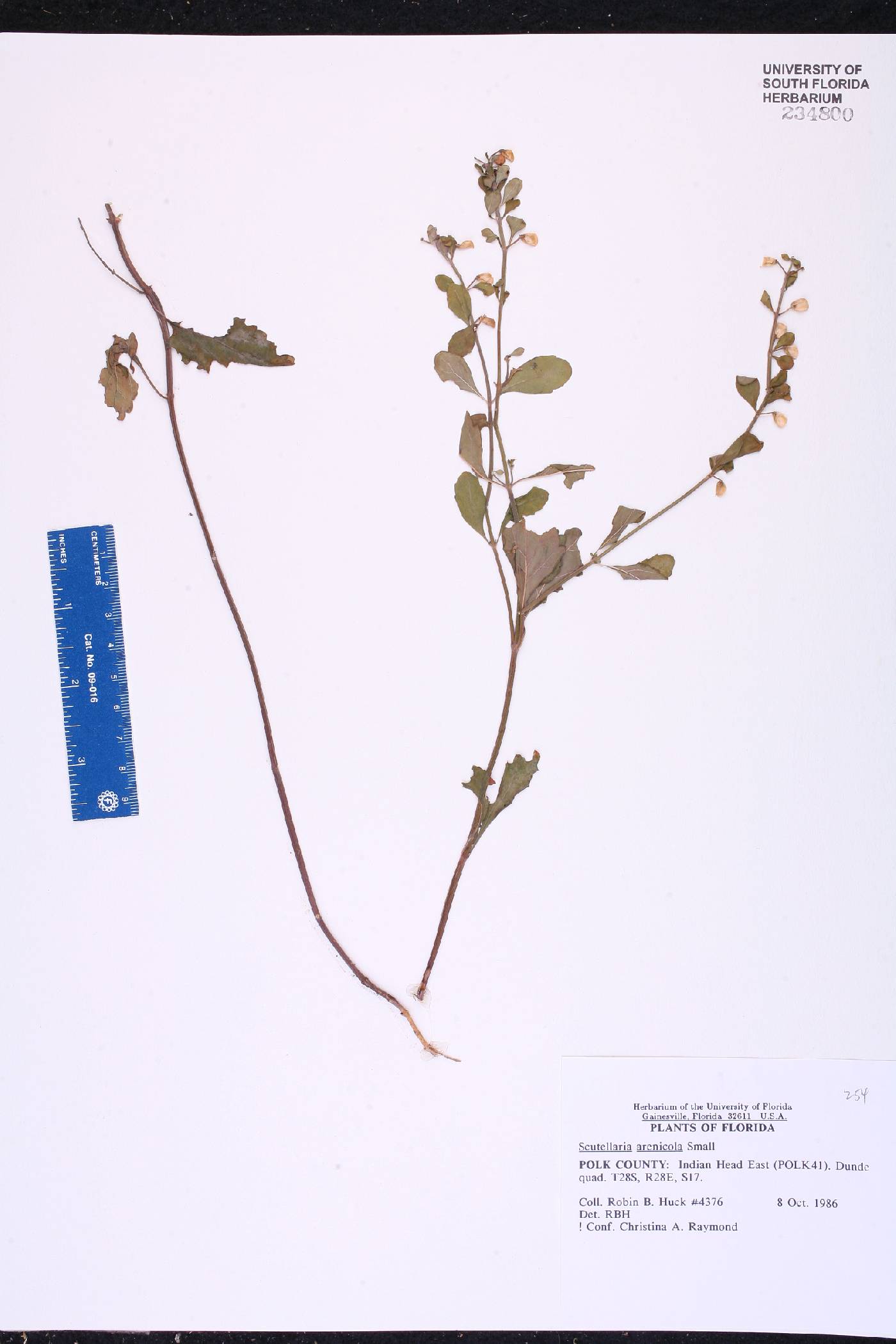 Scutellaria arenicola image