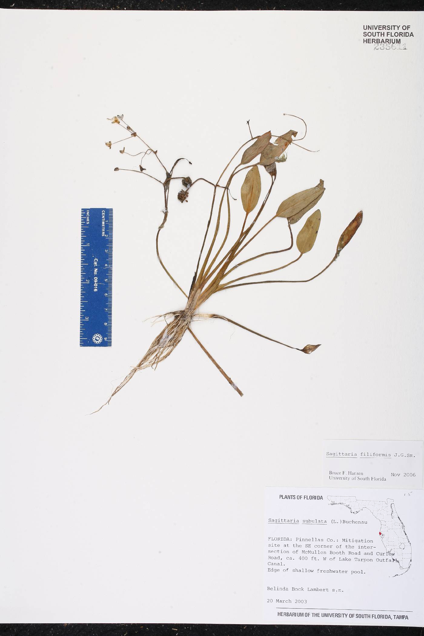Sagittaria filiformis image