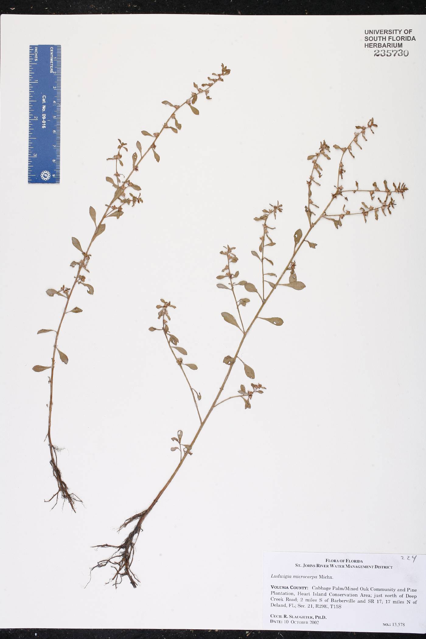 Ludwigia microcarpa image