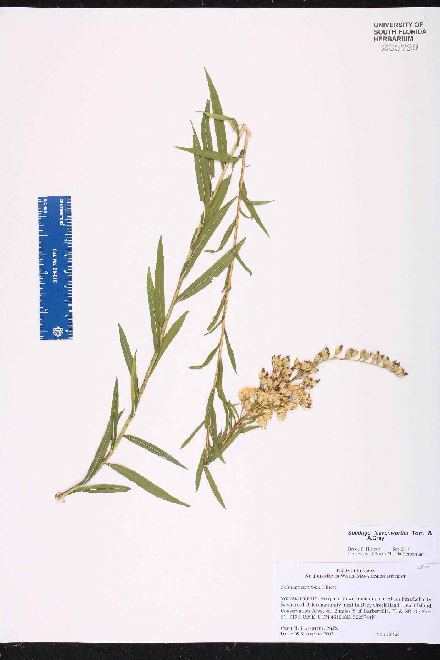 Solidago leavenworthii image