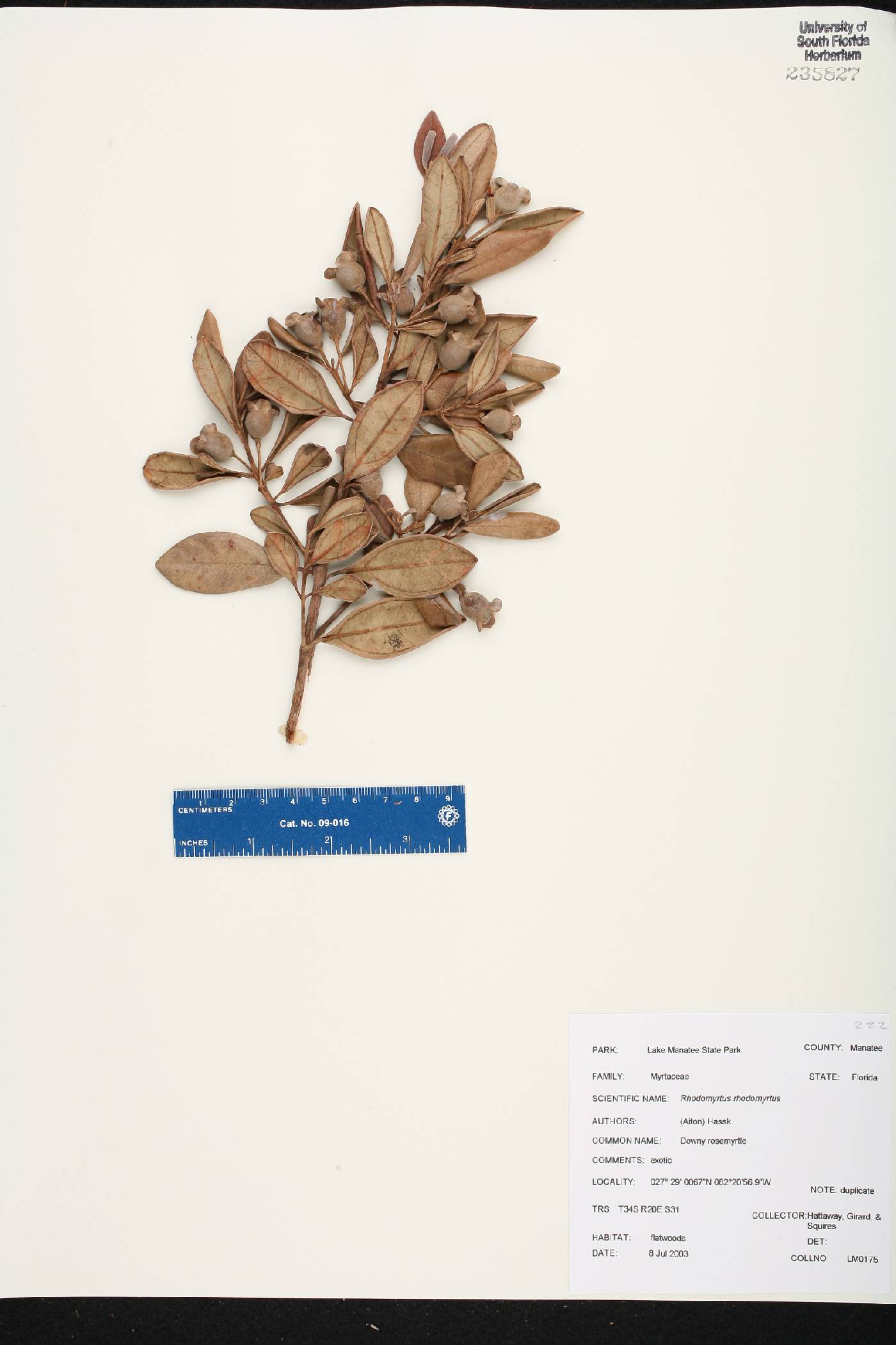 Rhodomyrtus tomentosa image