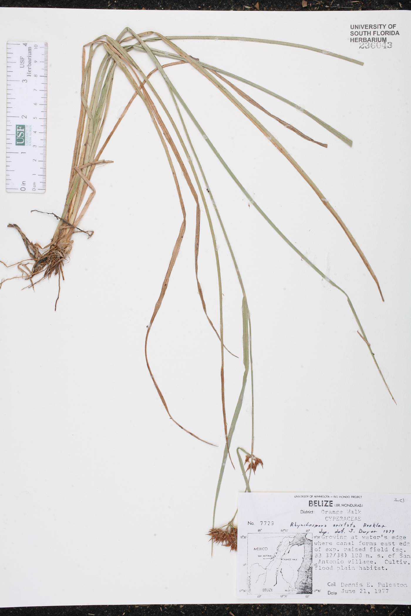 Rhynchospora aristata image