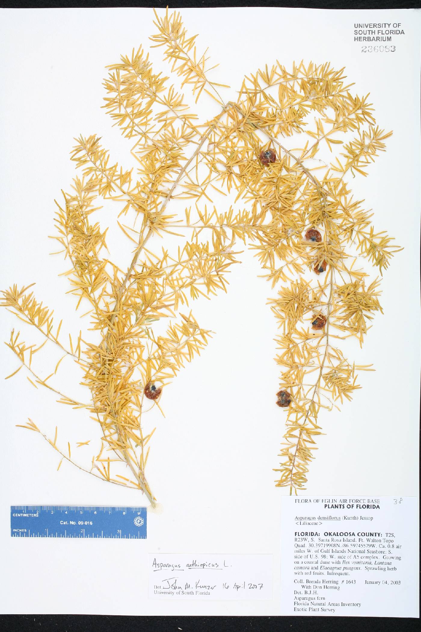 Asparagus aethiopicus image