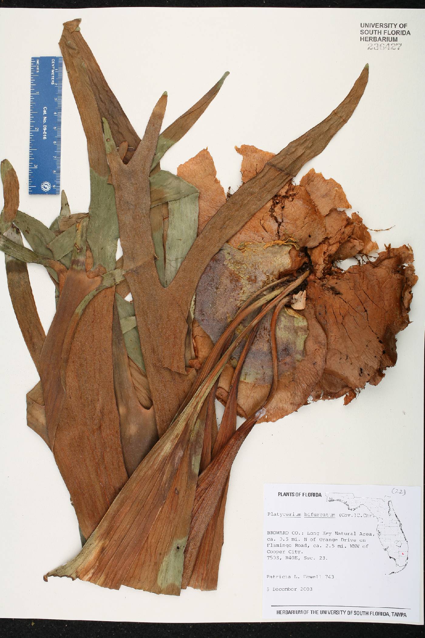 Platycerium bifurcatum image