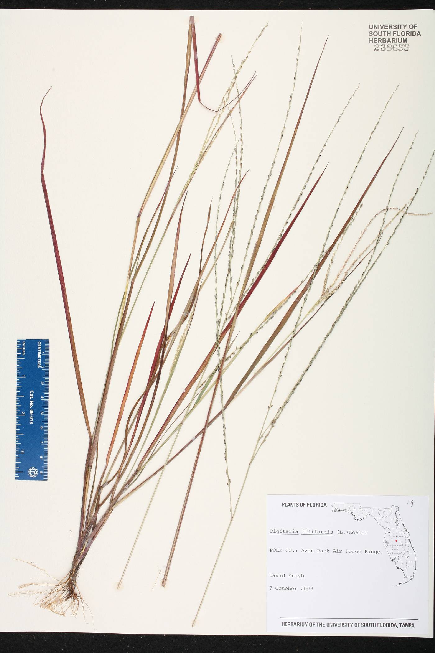 Digitaria filiformis var. filiformis image