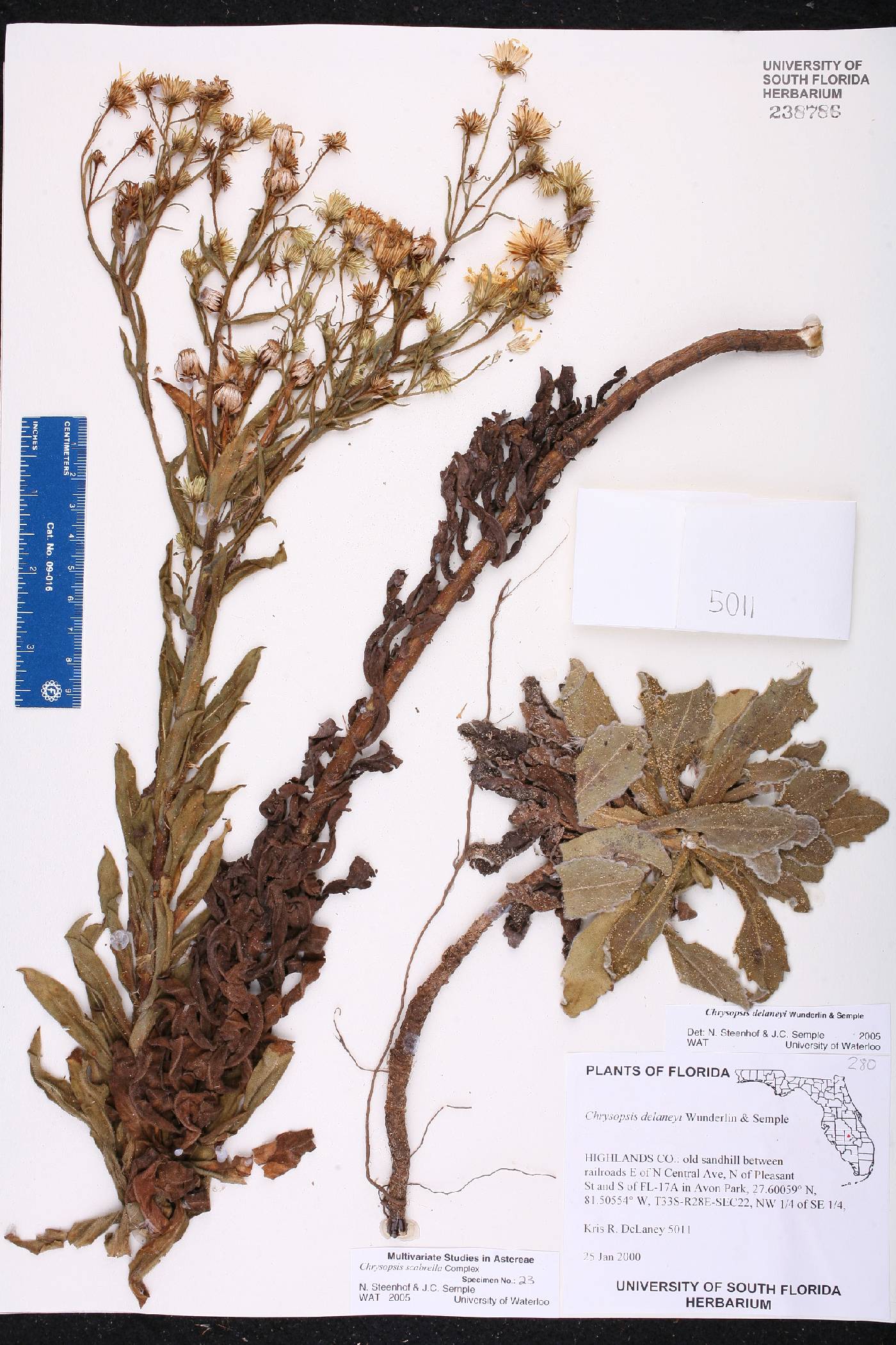 Chrysopsis delaneyi image