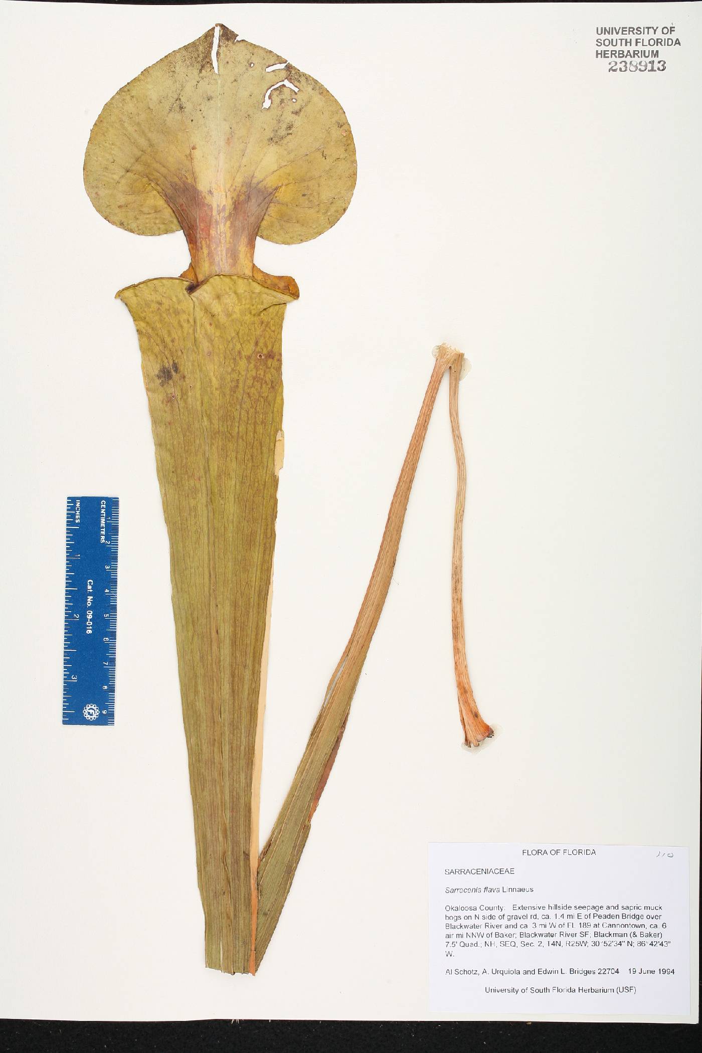 Sarracenia flava image