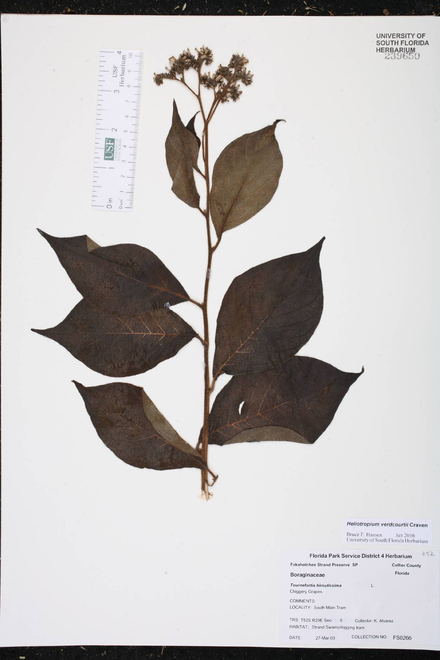 Heliotropium verdcourtii image
