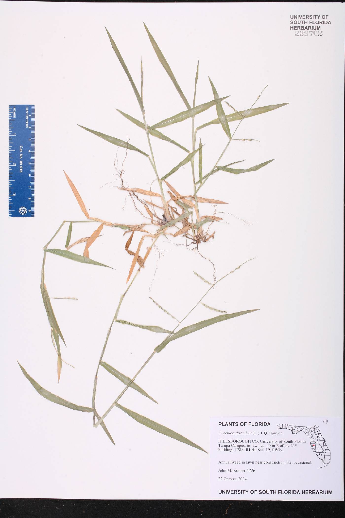 Urochloa distachya image