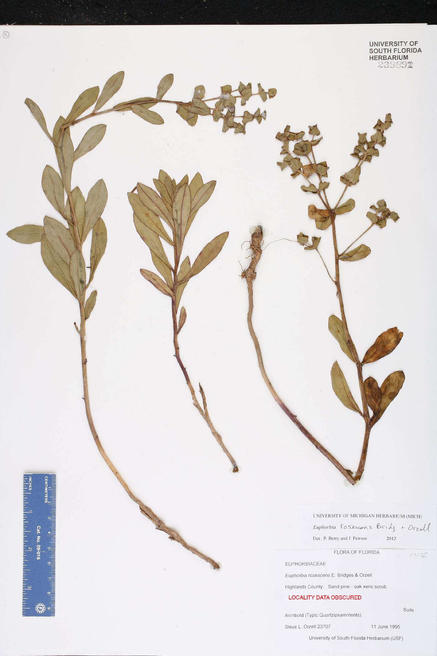 Euphorbia rosescens image