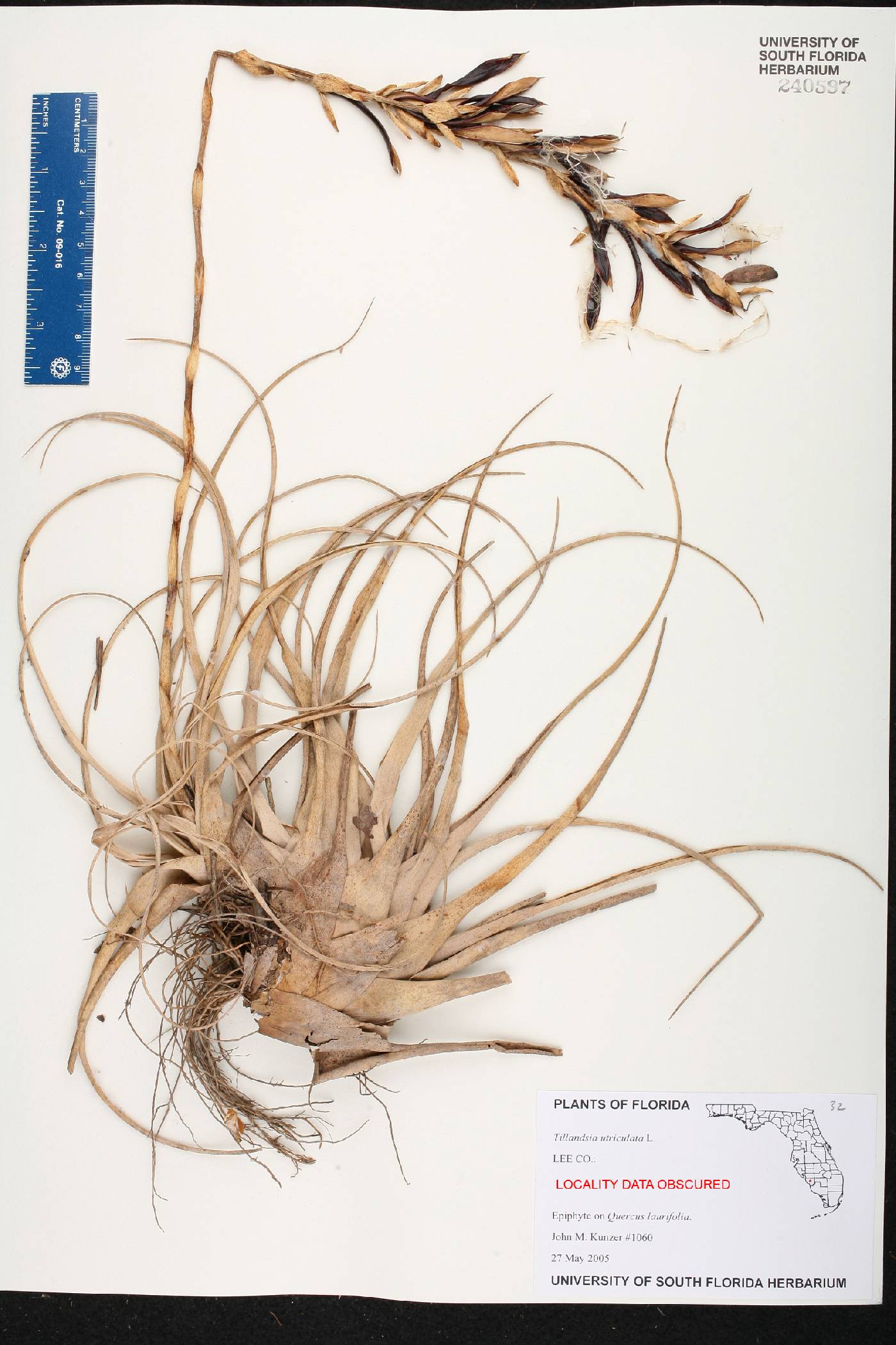 Tillandsia utriculata image